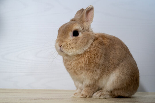 wccf rabbit ランパード オーダー確認 Netherland Dwarf Rabbit