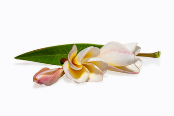 Tropical flowers frangipani (plumeria) isolated on white background