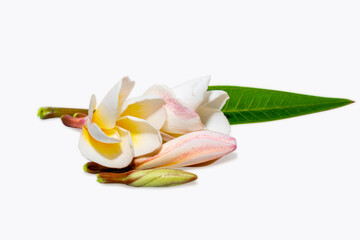 Tropical flowers frangipani (plumeria) isolated on white background