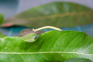 Worm on leaf, Close up shot