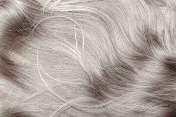 Blond hair close-up as a background. Women's long blonde hair. Beautifully styled wavy shiny curls....