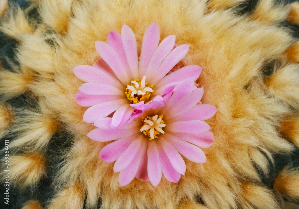 Sticker cactus flower in the form of a circle. close-up.