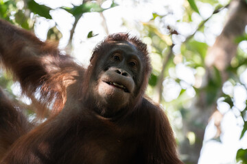 Orangutan on the trees 3