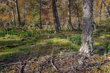 Tierra del Fuego National Park, Patagonia, Argentina