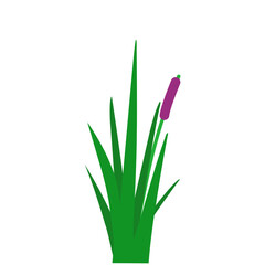 Illustration of Swamp Weed Grass