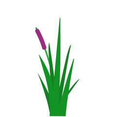 Illustration of Swamp Weed Grass