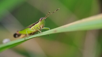 Macro insect of a grasshopper, Closeup grasshopper, Grass hopper on a green leaf.