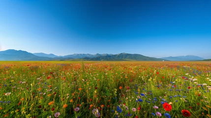 Abwaschbare Fototapete field of poppies and sky © AA