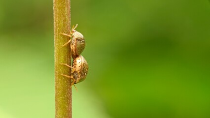 Two bugs closeup, Macro of two megacopta cribraria or kudzu bugs, Bug on a tree.