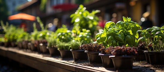 urban garden growing plants herbs spices vegetables and flowers in the city - Powered by Adobe
