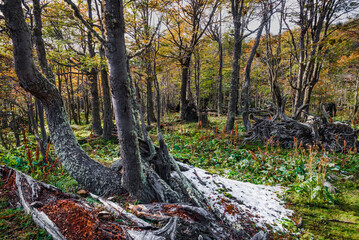 Tierra del Fuego National Park, Patagonia, Argentina