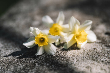 Fototapeta na wymiar yellow narcissuses under the sunlight, Beautiful yellow daffodils