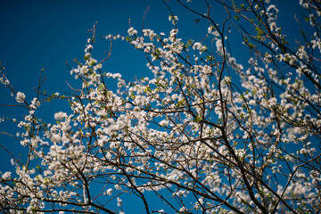 Cherry branch White flowers close with a blue background