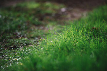 Green grass field and path