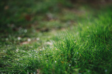 Green grass field and path