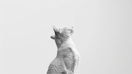  a black and white photo of a cat standing on its hind legs with its front paws up in the air.