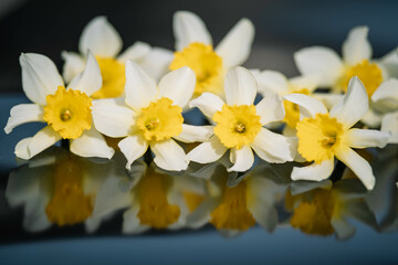 Naklejka na ściany i meble yellow narcissuses under the sunlight, Beautiful yellow daffodils