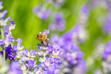 Spring lavender flowers under sunlight. Bees pollinate flowers and collect pollen. Lavender honey. Beautiful landscape of nature with a panoramic view. Hi spring. long banner