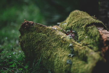 Trunk with moss, Mossy log