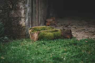 Obraz premium Trunk with moss, Mossy log