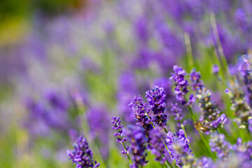 Spring lavender flowers under sunlight. Lilac flowers close up. Beautiful landscape of nature with a panoramic view. Hi spring. long banner