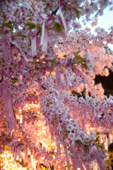 東京都世田谷区の桜新町にある桜神宮の可憐で満開の河津桜