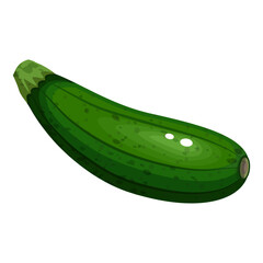 Green zucchini. Vegetables. Vector illustration isolated on white background.