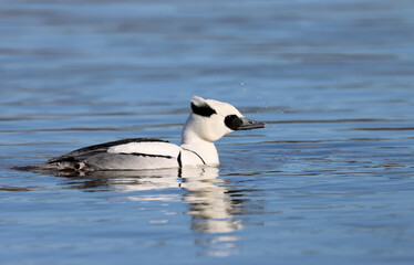 Smew