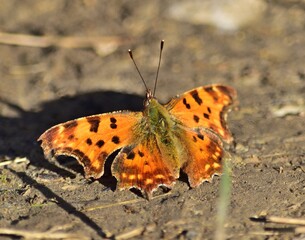 C-Falter (Polygonia c-album) auf der Perchtoldsdorfer Heide