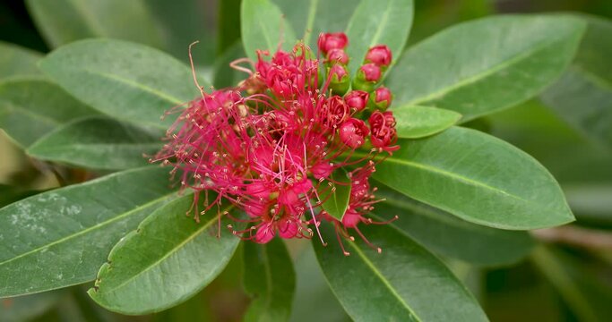 Blooming Crimson penda or red penda flowers (Xanthostemon youngii), High definition shot at 4K, 60 fps video footage.