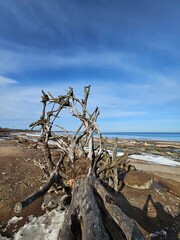 Early spring, March. A walk along the seashore.