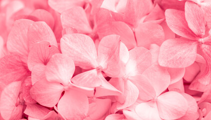 Fototapeta premium Pink flowers close up. Bouquet of red flowers. City flower beds, a beautiful and well-groomed garden with flowering bushes.