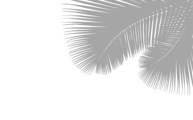 Palm leaf shadow overlay effect. background with tropical leaves shadows