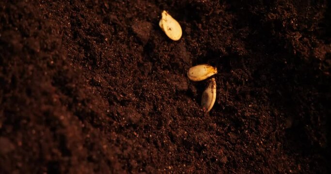 Maximum close-up of white seeds in fertile black soil. Vegetable seeds in a garden bed in a furrow in the ground. Growing organic and healthy vegetables for your family in the garden.