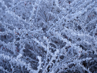 The forest is covered with snow. Winter cloudy day