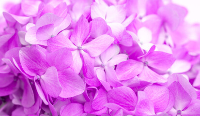 Lilac flowers close up. Bouquet of purple flowers. City flower beds, a beautiful and well-groomed garden with flowering bushes.