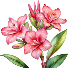 Fototapeta premium Watercolor painting of Impala Lily (Adenium multiflorum) flower. 