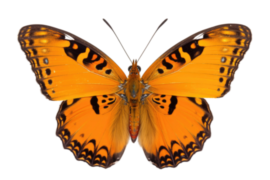 Yellow Butterfly With Black Spots on Its Wings. on a White or Clear Surface PNG Transparent Background. - Powered by Adobe