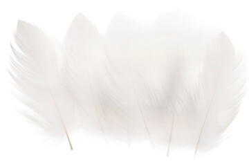 Close Up of a White Feather on White Background. on a White or Clear Surface PNG Transparent Background.