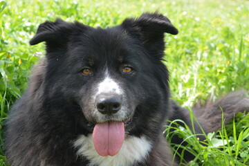 Sad eyes of a border collie dog suffering from post-traumatic stress disorder