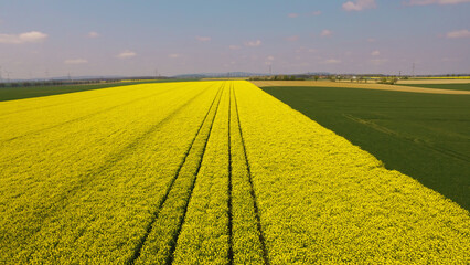 Yellow rapeseed flower field with tractor tire tracks