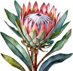 Watercolor painting of King Protea (Protea cynaroides) flower. 