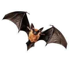 bat flying isolated on white
