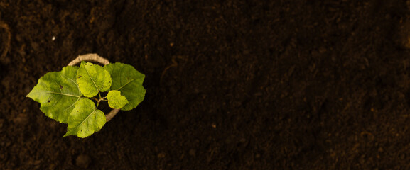 Top view of a small tree in a biodegradable pot standing on the ground at the edge. Place to insert text, copy space. A young tree ready to be planted in the ground. Gardening new life saving nature.