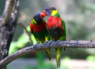 Rainbow Parakeet Couple on Tree Branch 