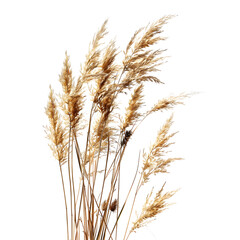 Pampas grass on a white background, dry spikelets, Dry reeds in boho style