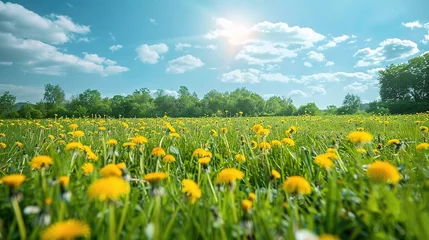 Crédence de cuisine en verre imprimé Prairie, marais Beautiful meadow field with fresh grass and yellow dandelion flowers in nature
