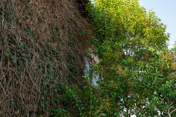 日本の岡山県津山市の古くてとても美しい建物