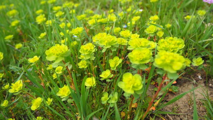 Euphorbia, flowering plant, spurge, Euphorbiaceae. Euphorbia serrata, serrated Tintern spurge,...