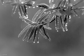 perles de pluie